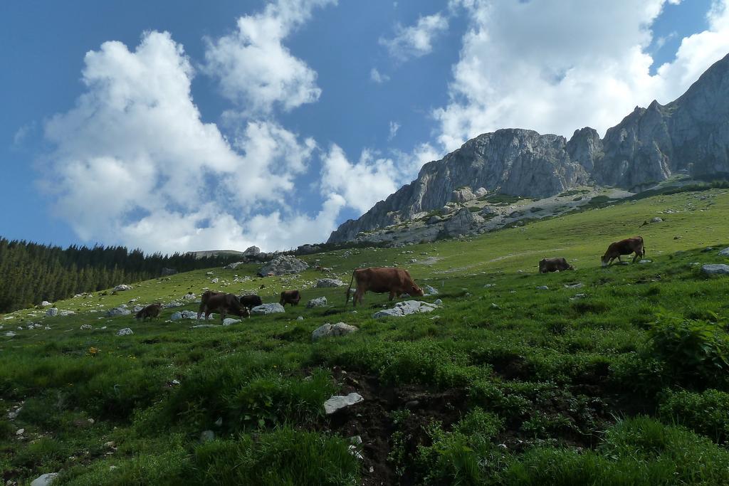 Ranger Chalet Moeciu De Sus Pokój zdjęcie